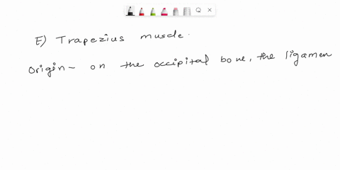 47-which-muscle-inserts-on-the-clavicle-and-the-agromigp-and-spine-of-the-scapula-a-serratus-anterior-b-levator-scapulae-sternocleidomastoid-d-pectoralis-minor-e-trapezius-34734