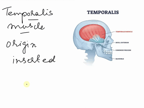 the-temporalis-muscle-originates-on-the-__________-and-inserts-on-the-__________-a-zygomatic-arch-temporal-fossa-b-temporal-process-mandibular-fossa-c-temporal-fossa-coronoid-process-of-mand-39835
