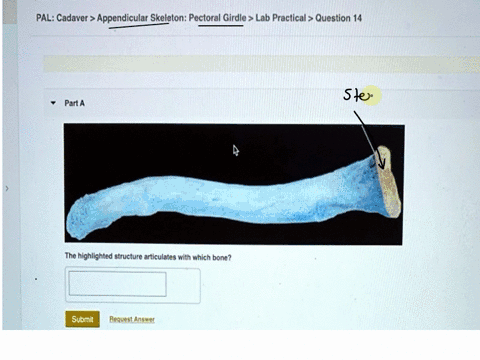 palcadaverappendicular-skeletonpectoral-girdlelab-practicalquestion-14-parta-the-highlighted-structure-articulates-with-which-bone-submit-request-answer-84992