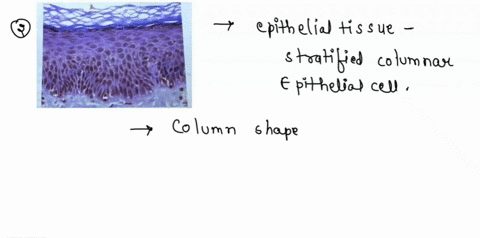 what-are-the-primary-characteristics-of-epithelial-tissues-what-are-the-primary-functions-of-epithelial-tissues-2-look-at-the-image-of-the-epidenmis-below-how-would-this-epithelial-tissue-be-53623