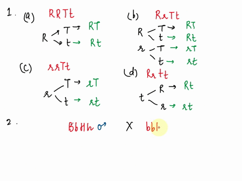 dihybrid-crosses-1-what-gametes-can-be-formed-from-the-following-genotypes-a-rrtt-c-rrtt-b-rrtt-d-rrtt-2-in-rabbits-black-color-is-due-to-the-dominant-gene-b-and-brown-color-is-due-to-its-re-45451