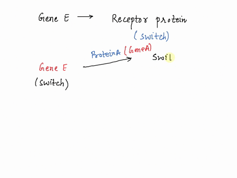 in-dogs-genes-a-k-and-e-specify-proteins-that-control-the-production-of-light-pheomelanin-and-dark-eumelanin-pigments-in-cells-called-melanocytes-gene-e-specifies-for-a-receptor-protein-that-45345