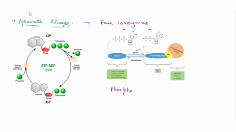 question-36-which-of-the-following-glycolytic-enzymes-catalyze-substrate-level-phosphorylation-reactions-hexokinase-pyruvate-kinase-phosphofructokinase-phosphoglucose-isomerase-glyceraldehyd-84502