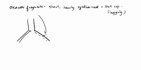 what-answer-best-describes-the-function-of-okazaki-fragments-removes-dna-polymerase-once-replication-is-complete-incorporates-short-sequences-of-common-base-pairs-in-transcription-extends-th-21731