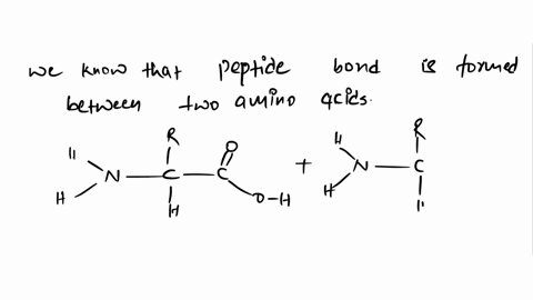 which-groups-of-atoms-in-amino-acids-are-involved-in-a-typical-peptide-bond-select-all-that-applythe-alpha-carbonthe-amino-group-attached-to-the-alpha-carbonthe-hydrogen-attached-to-the-alph-13014