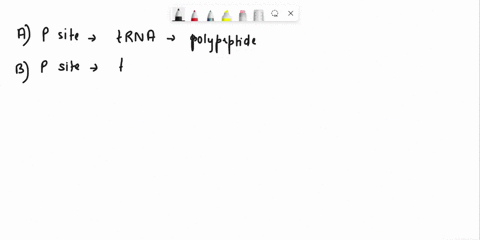 the-table-below-glves-the-rlbosomes-p-and-a-sites-in-different-states-when-it-is-proteln-synthesis-engaged-in-ribosome-site-ribosome-lsite-filled-with-trna-attached-to-growing-filled-with-am-82116