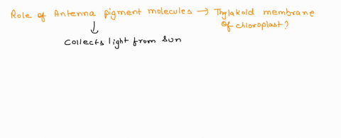 in-the-thylakoid-membranes-what-is-the-main-role-of-the-antenna-pigment-molecules-select-one-a-transfer-electrons-to-ferredoxin-and-then-nadph-b-synthesize-atp-from-adp-and-pi-c-harvest-phot-92672