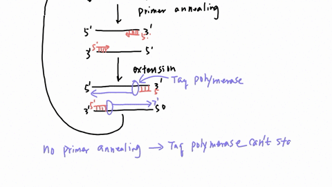 b-the-thermocycler-nol-onlyold-but-is-faulty-which-you-were-not-aware-of-this-faulty-instument-did-not-perforin-any-of-the-annellation-steps-explain-the-chemical-consequence-of-this-step-and-95591