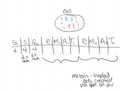construct-a-table-similar-to-that-in-figure-212-for-the-different-stages-of-meiosis-giving-the-num-3-16031