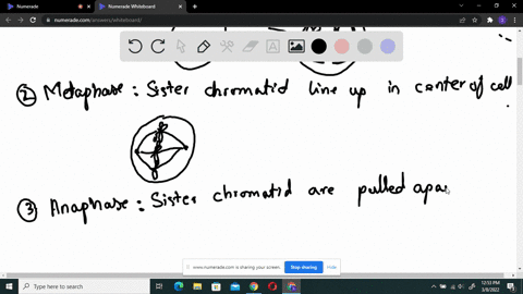 which-statement-is-true-regarding-mitosis-1during-prophase-the-chromosomes-become-uncondensed-and-two-new-nuclei-are-formed-2during-telophase-the-chromosomes-align-in-the-center-of-the-cell-3during-2