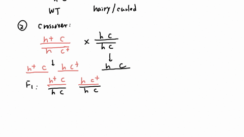 question-5-alleles-for-hairy-body-and-curled-wings-c-aro-o-the-same-drosophila-chromosome-there-are-23-5-map-units-between-hairy-and-curled-you-lestcross-helerozygous-individual-with-the-chr-33492