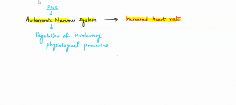 which-portion-of-the-autonomic-nervous-system-is-responsible-for-an-increased-heart-rate-enteric-central-parasympathetic-sympathetic-38743
