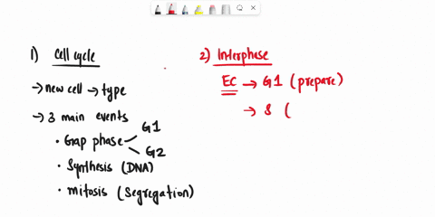1-what-are-the-three-main-events-of-cell-cycle-2-describe-three-phases-of-interphase-in-a-eukaryotic-cell-3-which-phases-of-the-cell-cycle-will-have-cells-with-twice-the-amount-of-dna-explai-17798