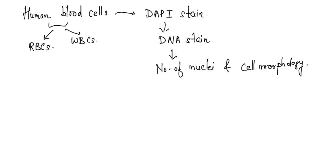 SOLVED: Can you observe human blood cells under the fluorescent ...