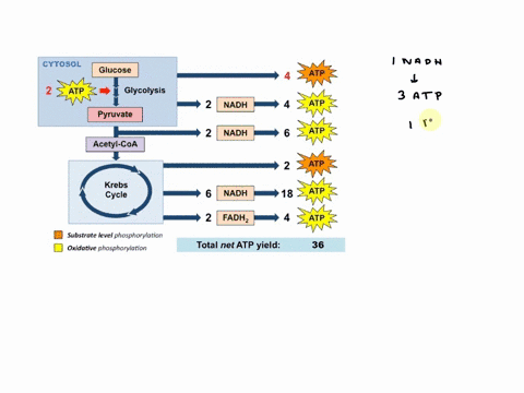 how-many-atp-molecules-can-be-generated-from-one-glucose-molecule-during-aerobic-cellular-respiration-draw-the-pathway-including-enzymes-and-intermediates-and-choose-one-of-shuttle-systems-a-39376