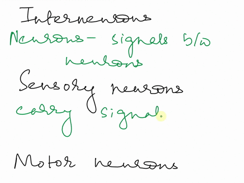 match-the-following-components-of-the-nervous-system-with-their-correct-descriptions-interneurons-sensory-neurons-motor-neurons-nerve-net-neurons-that-send-signals-to-effector-cells-like-mus-33792