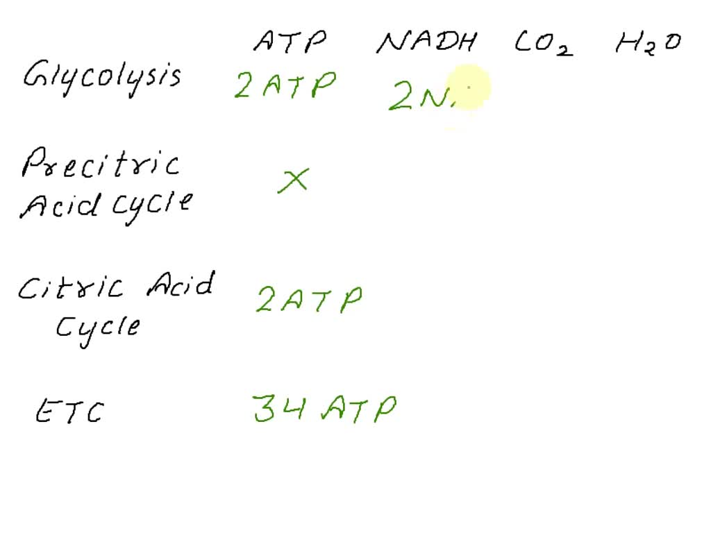 SOLVED: Identify the roles of the preparatory reaction and the citric