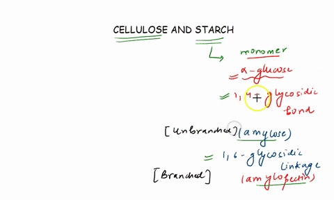 both-cellulose-and-starch-are-composed-of-many-glucose-molecules-joined-together-in-long-chains-a-indicate-what-type-of-biomolecules-these-are-identily-the-monomer-and-the-polymer-b-us-human-58907