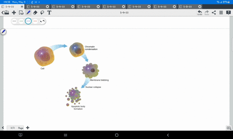 indicate-the-value-of-apoptosis-to-the-body-59165