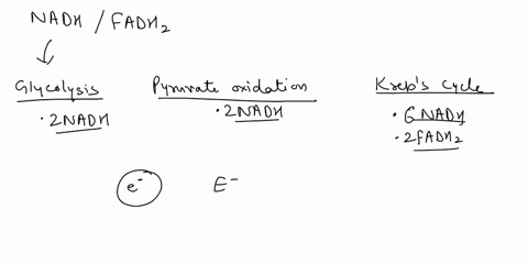 what-is-the-function-of-the-nadhfadh-molecules-57784