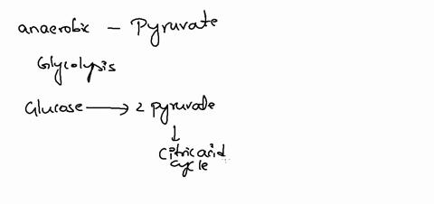 under-anaerobic-conditions-cells-must-sacrifice-the-pyruvate-they-made-from-glycolysis-why-55822