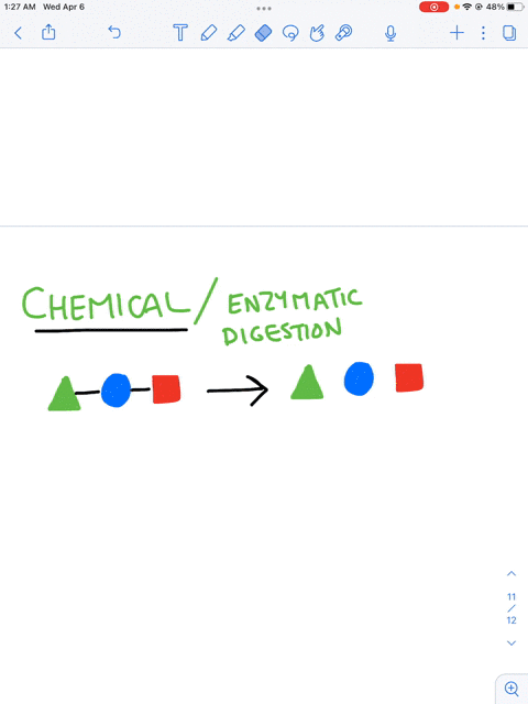 which-of-the-following-is-not-an-exampl-of-chemicallenzymatlc-digestion-in-which-enzymes-break-off-subunlts-from-larger-molecule-bile-contains-enzymes-and-salts-that-break-down-vrge-fat-mole-56702