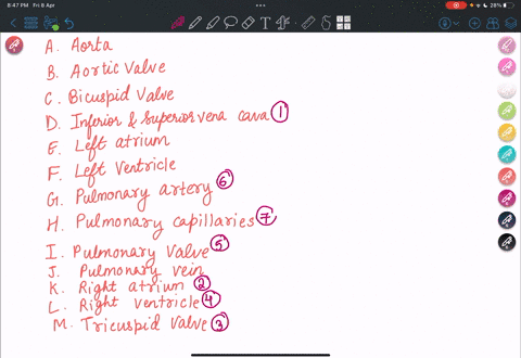1a-using-the-following-terms-put-in-the-correct-order-the-blood-flow-through-the-heart-starting-with-the-blood-coming-to-the-heart-from-the-body-b-identifv-which-structures-are-carrying-or-r-95985