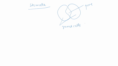 please-answer-all-of-them-and-i-will-rate-what-structure-of-the-guard-cells-allows-them-to-expand-outward-instead-of-spherically-when-inflated-with-water-group-of-answer-choices-a-thick-oute-47642