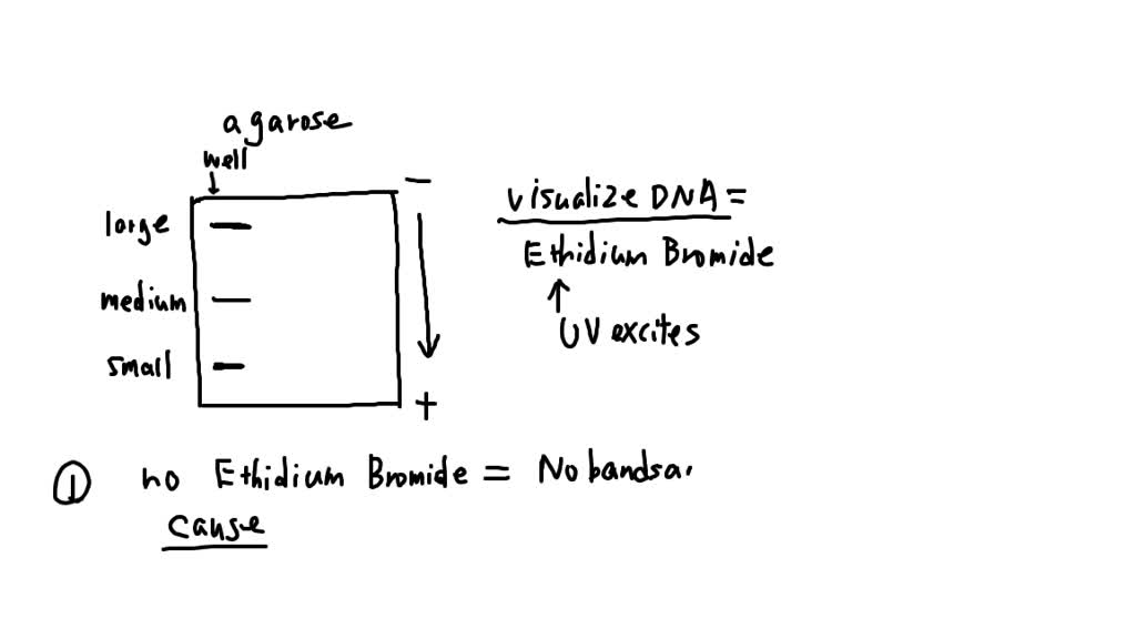 SOLVED 4. Here are two hemoglobin electrophoresis gels. The procedure
