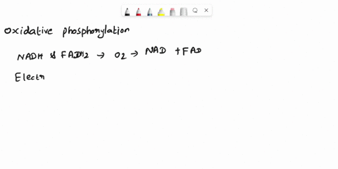 describe-the-processes-involved-in-oxidative-phosphorylation-in-cellular-respiration-step-by-step-21174