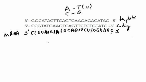 the-following-is-a-segment-of-dna-containing-the-beginning-of-a-gene-3-ggcatacttcagtcaagagacatag-5-5-ccgtatgaagtcagttctctgtatc-3-a-if-an-rna-polymerase-were-to-transcribe-the-gene-from-left-25704