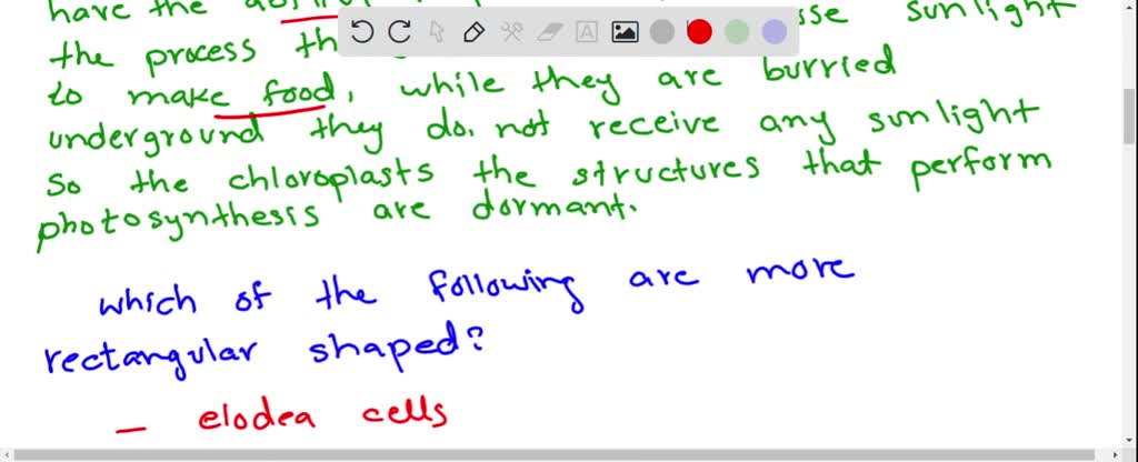 solved-tc-do-onion-cells-lack-a-chloroplast-why-3-8-4-4-h-the