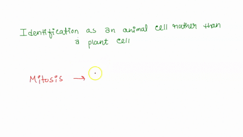 a-cell-that-is-undergoing-mitosis-is-examined-with-a-light-microscope-an-observation-that-would-allow-for-identification-of-the-cell-as-an-animal-cell-rather-than-a-plant-cell-would-be-73147
