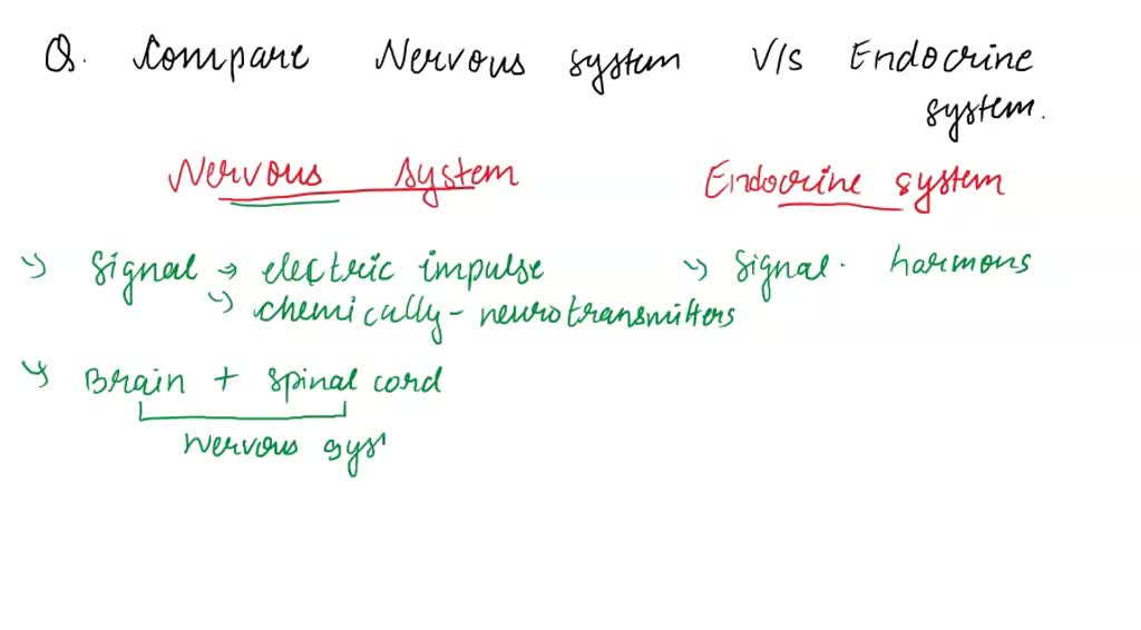 SOLVED Item 21 Item 21 Complete the table to compare the nervous