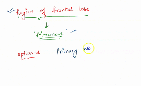 which-region-of-the-frontal-lobe-is-responsible-for-initiating-movement-by-directly-connecting-to-cr-86638