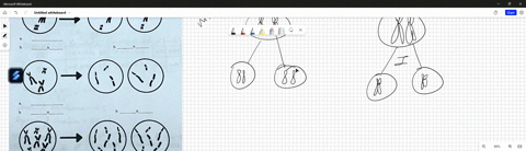 the-three-diagrams-below-show-cells-before-and-after-a-cell-division-event-the-cells-that-enter-into-cell-division-come-from-an-organism-with-2n6-for-each-diagram-a-indicate-whether-the-divi-85267