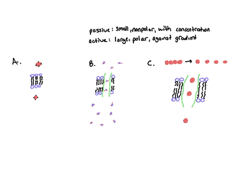 given-the-following-characteristics-of-an-unknown-molecule-determine-how-it-will-cross-into-the-cell-across-the-membrane-think-transport-type-explain-your-reasoning-in-great-depth-if-you-can-63765