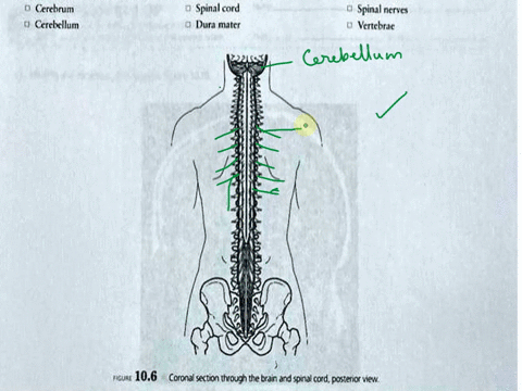 identifylabeland-color-the-following-structures-in-figure-106-cerebrum-spinal-cord-cerebellum-dura-mater-spinal-nerves-vertebrae-nure-1ocoronal-section-through-the-brain-and-spinal-cordposte-33177