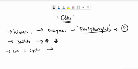 explain-how-cyclin-dependent-kinases-work-how-they-can-induce-the-cell-to-advance-from-one-stage-of-the-cell-cycle-to-another-and-what-happens-if-they-are-inhibited-by-inhibitory-proteins-90228