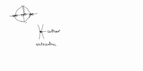 1-list-the-number-of-chromosomes-and-the-number-of-dna-molecules-found-in-separate-cells-with-the-following-chromosomal-pairs-during-metaphase-metrocentric-acrocentric-and-telocentric-2list-37688