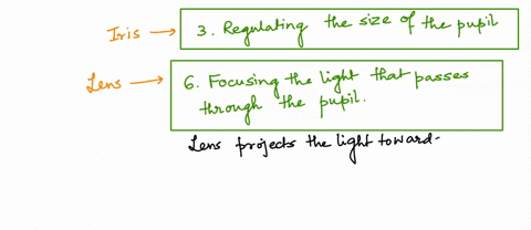 eye-anatomy-match-each-eye-structure-on-the-right-with-the-statement-that-describes-it-provides-vision-in-dim-light-transfers-light-message-to-the-braln-regulates-the-size-of-the-pupil-light-92442