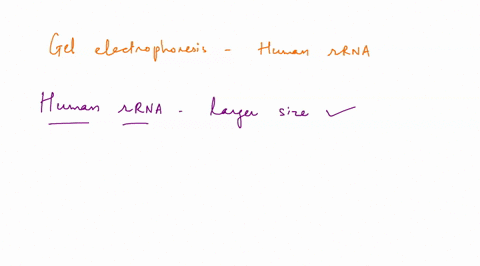 how-would-the-band-in-gel-electrophoresis-differ-if-we-use-human-rrna-insterad-of-bacterial-rrna-also-would-lowerincrease-agarose-concentration-be-used-to-separate-5srna-and-trna-as-they-hav-41577