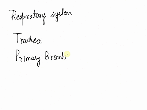 which-structure-serves-each-lungs-lobes-a-primary-bronchus-b-secondary-bronchus-t-c-tertiary-bronchus-d-bronchiole-94495