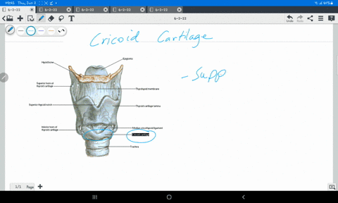 which-of-these-structures-forms-a-complete-ring-around-the-airway-hyoid-bone-tracheal-cartilage-cricoid-cartilage-thyroid-cartilage-52779