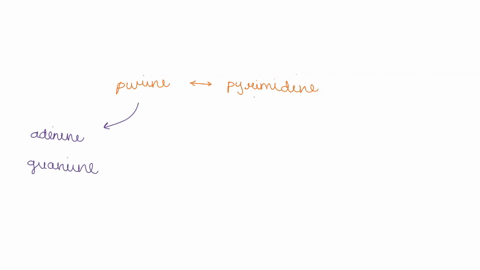 which-is-true-about-the-pairing-of-bases-in-the-dna-molecule-a-purines-always-pair-with-pyrimidines-b-a-single-ring-base-pairs-with-another-single-ring-base-c-a-double-ring-base-pairs-with-a-63813