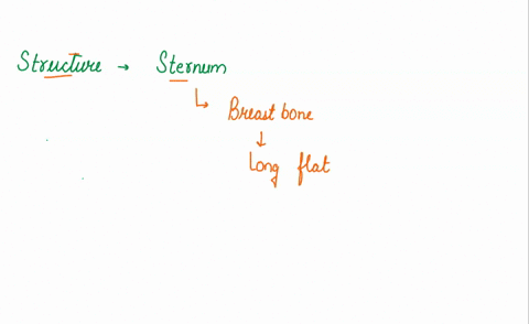 what-structure-is-located-on-the-sternum-35194