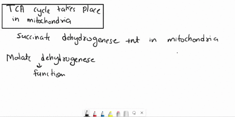 socitrate-dehydrogenase-one-of-the-enzymes-in-the-tca-cycle-is-found-only-in-the-mitochondria-in-contrast-malate-dehydrogenase-another-enzyme-in-the-tca-cycle-is-found-in-the-cytosol-as-well-76303