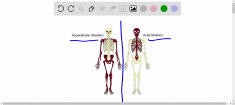 match-the-skeletal-system-to-the-body-parts-in-the-sentences-below-axialappendicular-1-the-ribs-are-part-of-the-axialappendicular-skeleton-2-the-cranium-head-is-part-of-the-axialappendicular-02356