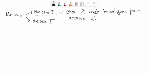investigation-5-part-modeling-and-explaining-the-events-of-meiosis-procedure-work-with-_-partner-proulded-t0-mode-exploin-the-process-mcioxts-diplold-cell-use-the-pipe-cleaners-four-palts-ho-27706