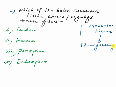 question8-which-of-the-following-connective-tissue-structures-covers-each-individual-muscle-fiber-otendon-ofascia-o-perimysium-oendomysium-63683
